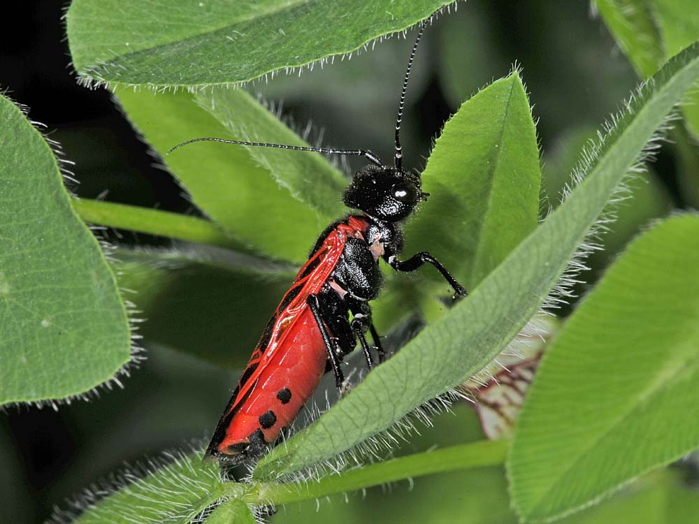 Pamphilidae: Caenolyda binaghii !!!